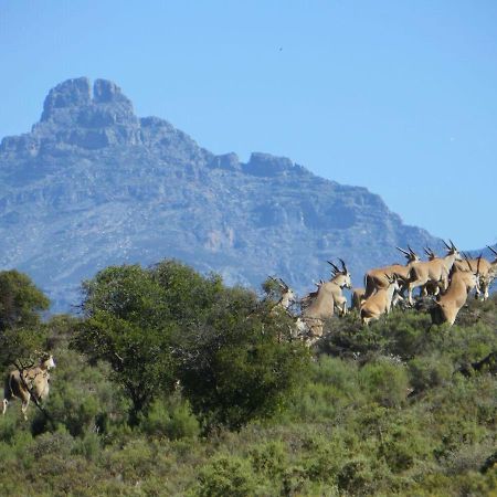 Rooiberg Wild Private Game Reserve Ladismith Exterior foto